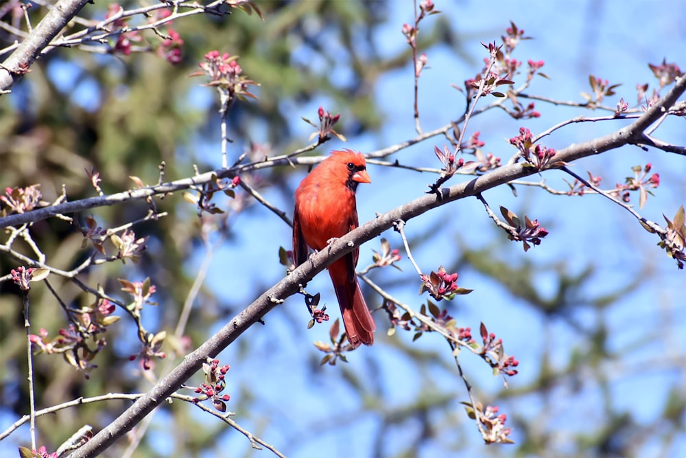 red sparrow bird