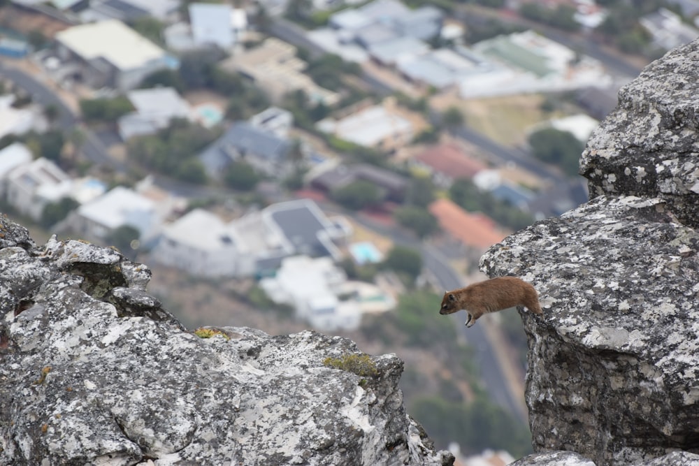 mouse about to jump on rock