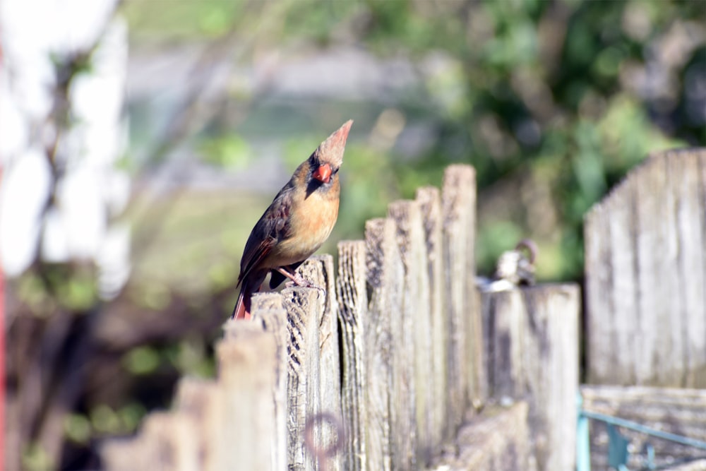 shallow focus photography of brown bird