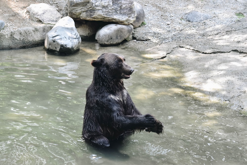black bear taking a bath