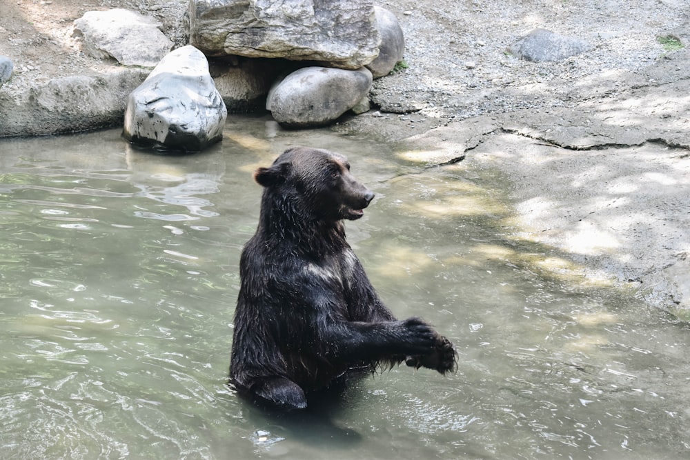 ours noir prenant un bain