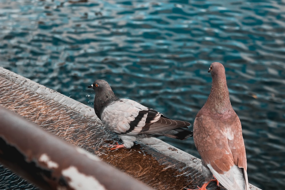two pigeons at the dock during day
