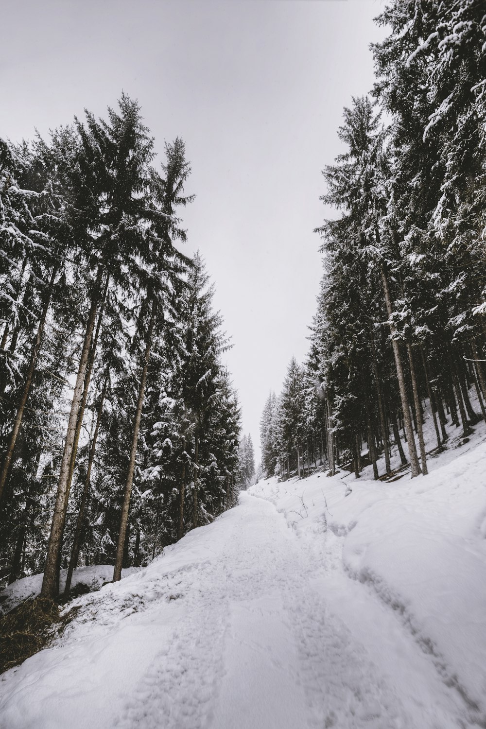 road covered by snow between trees