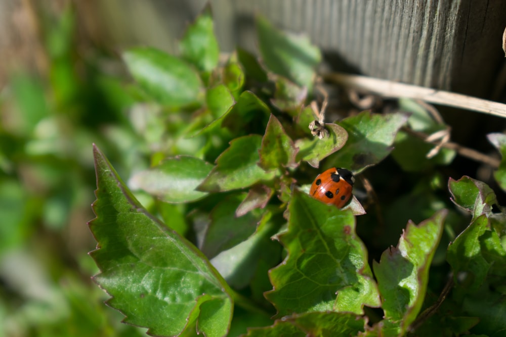 selective focus photography of ladybug on leafe