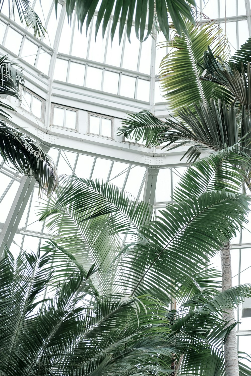 green palm tree inside building