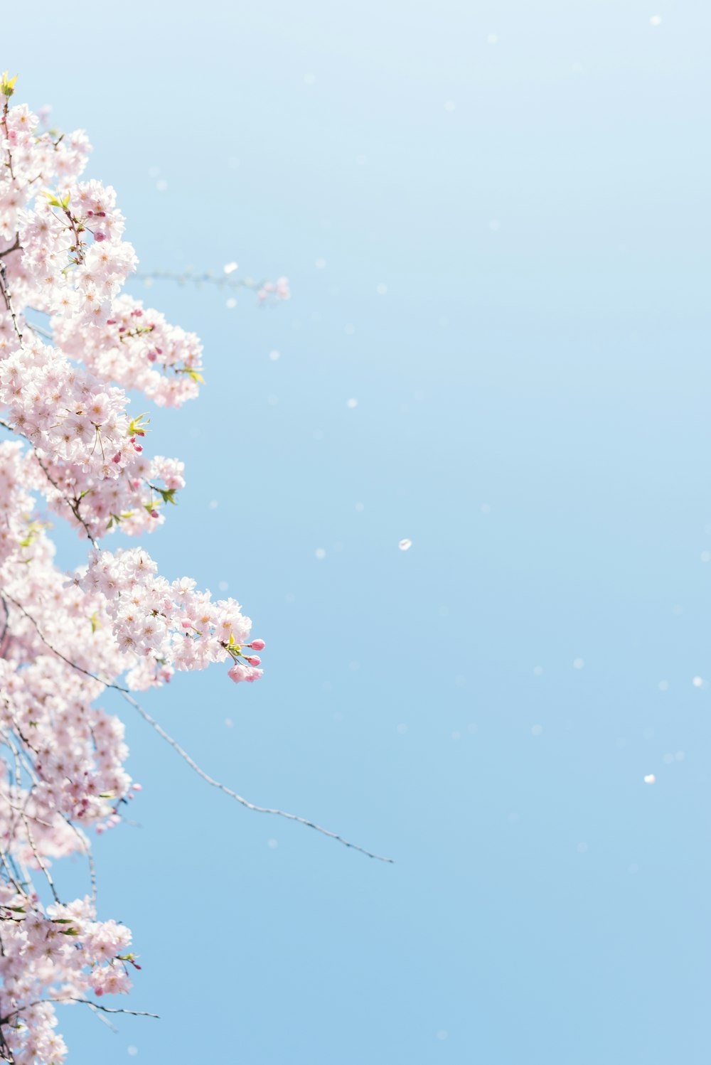 fiore di ciliegio sotto il cielo blu