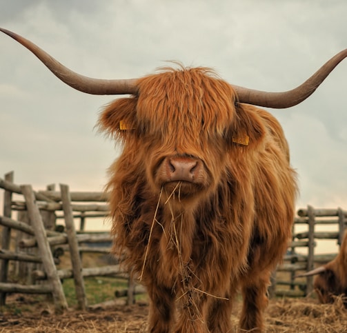 two brown yaks standing on ground