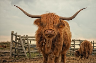 two brown yaks standing on ground