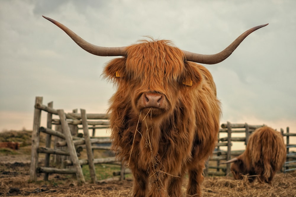 two brown yaks standing on ground