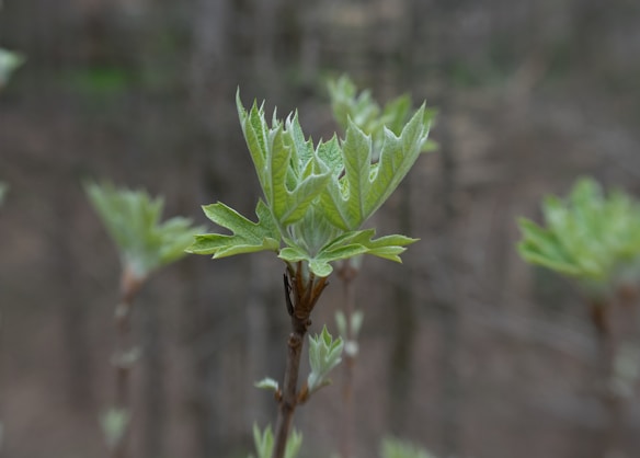Fresh green leaves are sprouting on multiple branches, with the focus on one central leaf cluster. The background is soft and blurry, emphasizing the new growth and vitality of spring.