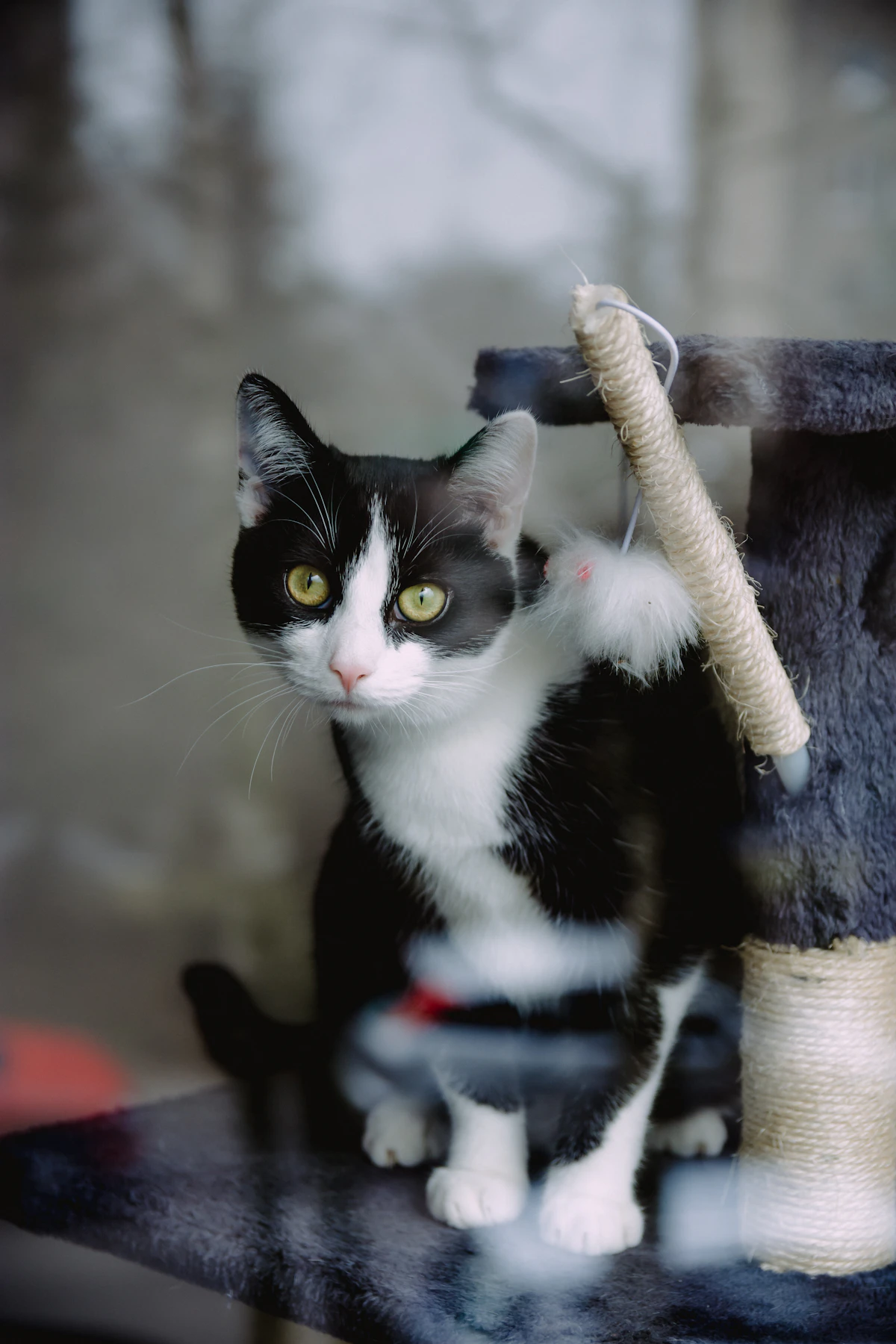 Bien choisir la caisse de transport de son chat (et l&rsquo;y habituer)