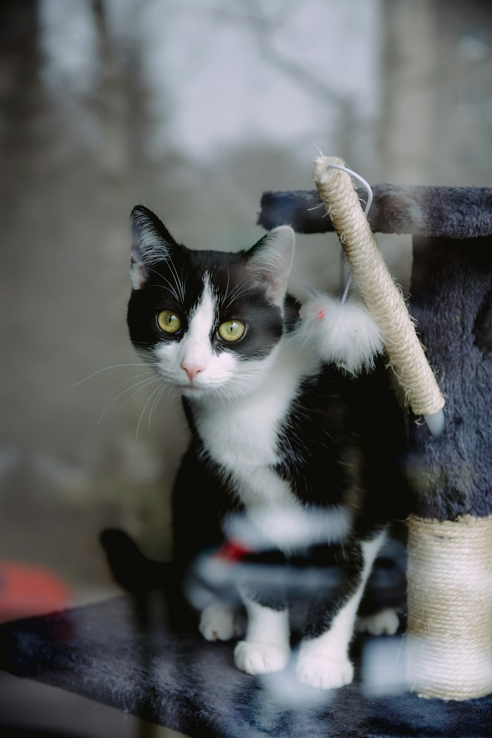 tuxedo cat on gray cat condo