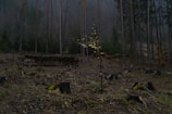 A forest scene depicting numerous tree stumps scattered across the ground, indicating recent logging activity. In the background, there are tall, thin trees and a stack of cut logs. A small sapling with a few leaves stands in the center, suggesting new growth amid the fallen trees. The atmosphere is misty and somewhat somber.