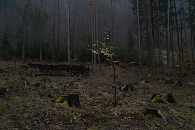 A forest scene depicting numerous tree stumps scattered across the ground, indicating recent logging activity. In the background, there are tall, thin trees and a stack of cut logs. A small sapling with a few leaves stands in the center, suggesting new growth amid the fallen trees. The atmosphere is misty and somewhat somber.