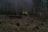 A forest scene depicting numerous tree stumps scattered across the ground, indicating recent logging activity. In the background, there are tall, thin trees and a stack of cut logs. A small sapling with a few leaves stands in the center, suggesting new growth amid the fallen trees. The atmosphere is misty and somewhat somber.
