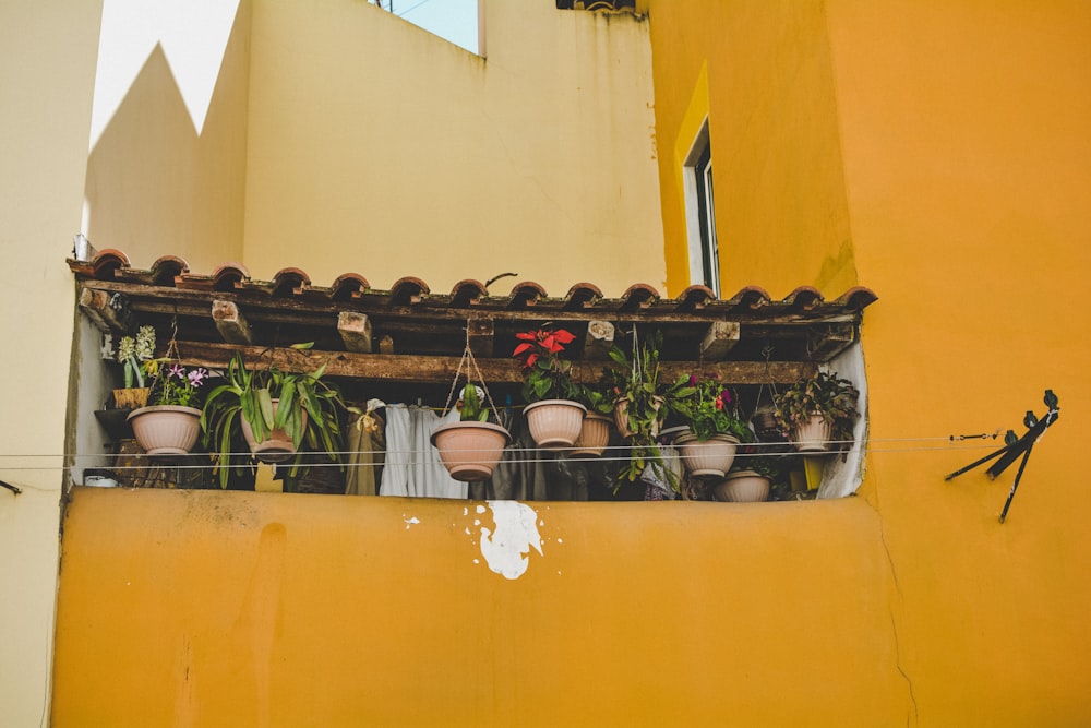 plants in pot under bamboo roof