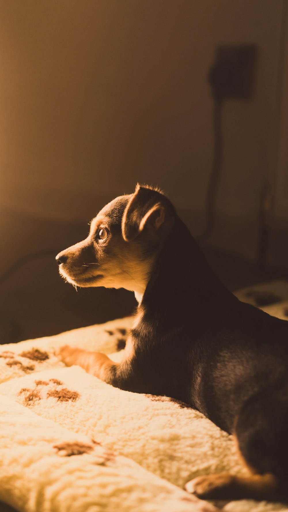 short-coated puppy sitting on white blanket