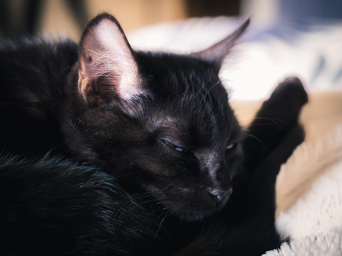 A gentle black cat resting peacefully in a cozy foster home.