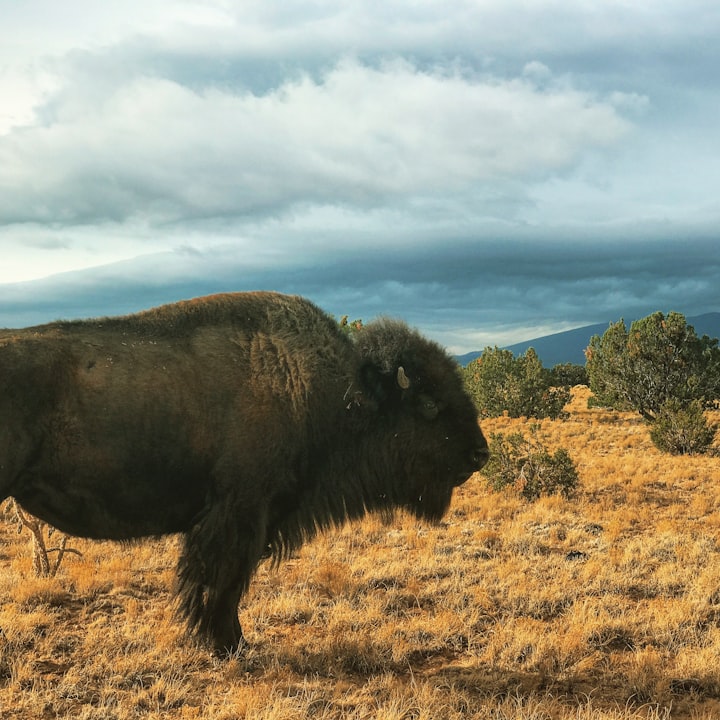 In the Heartland an Artist was Heard: