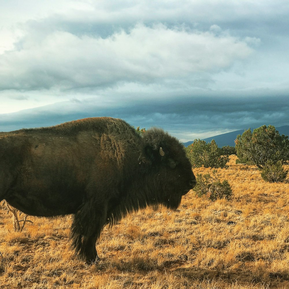 black bison on brown field at daytime