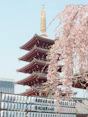 brown and gold pagoda near cherry blossom