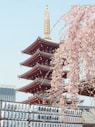 brown and gold pagoda near cherry blossom