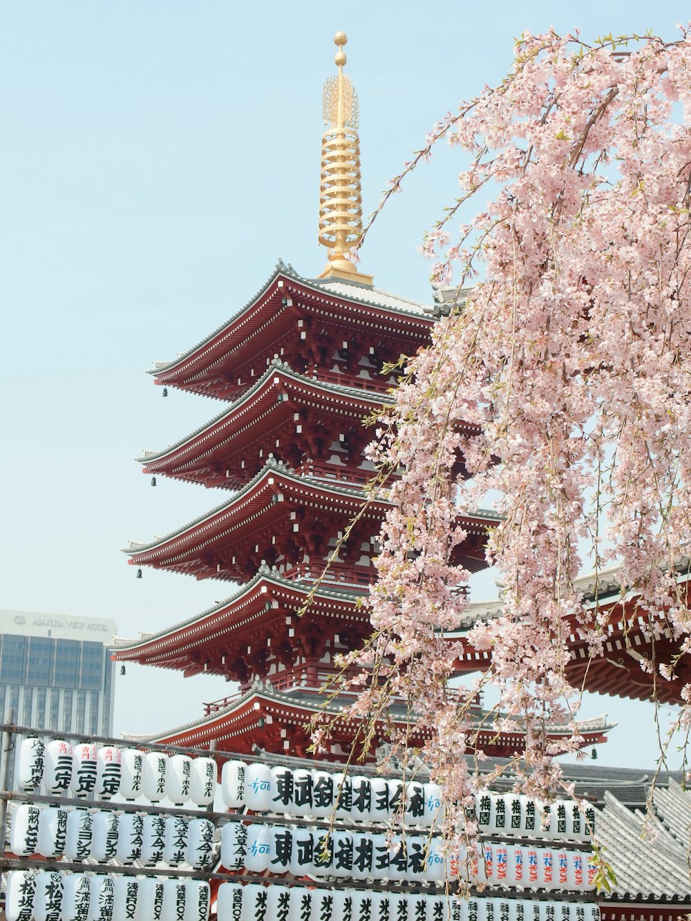 pagode brune et or près de la fleur de cerisier