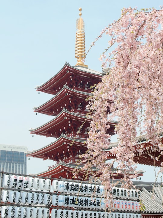 brown and gold pagoda near cherry blossom in Sensō-ji Japan