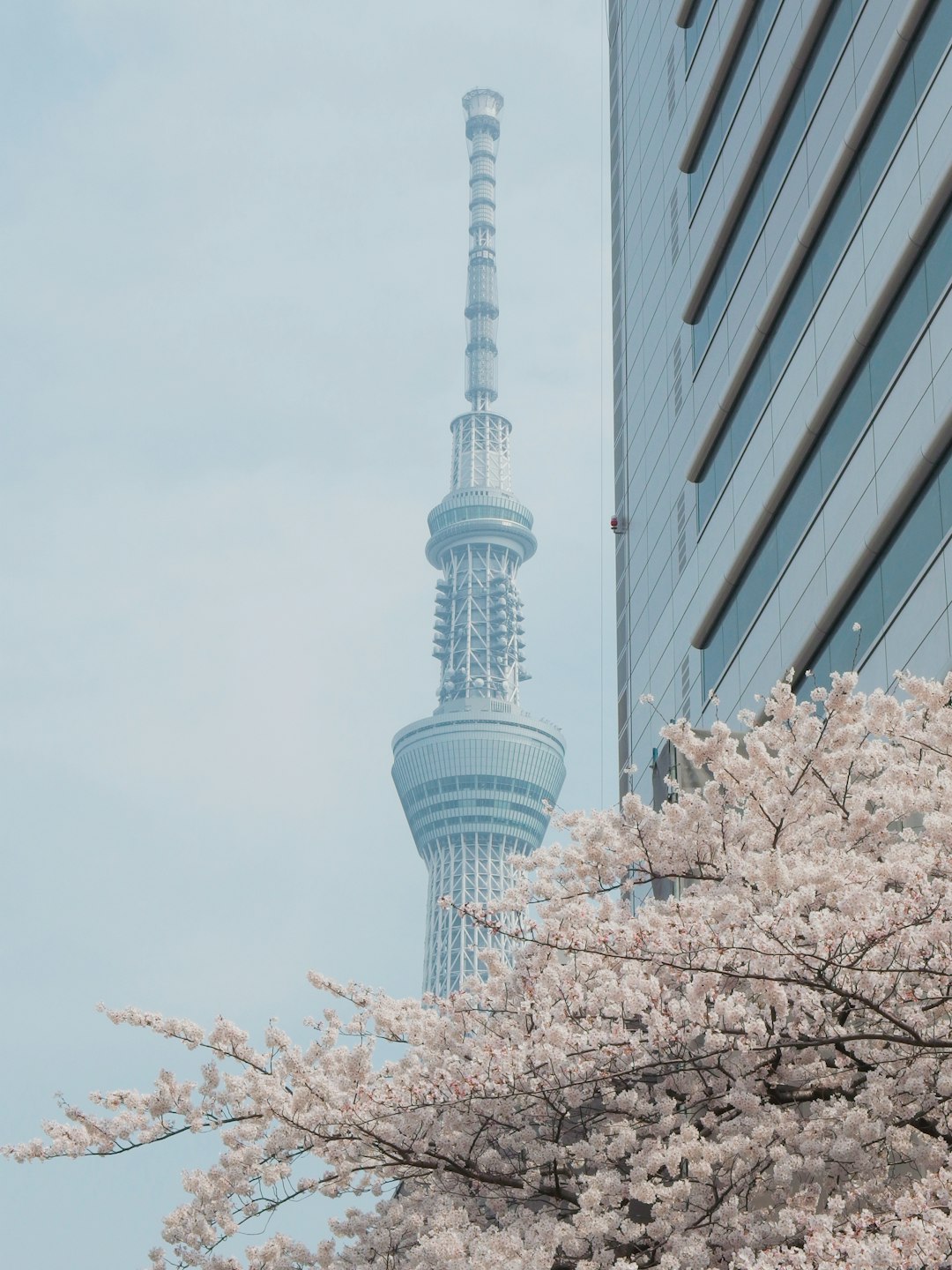 Landmark photo spot Tokyo Skytree Tokyo DisneySea