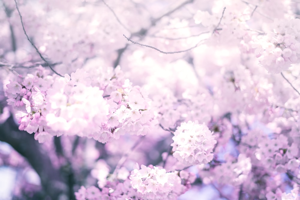 cherry blossom tree under blue sky during daytime