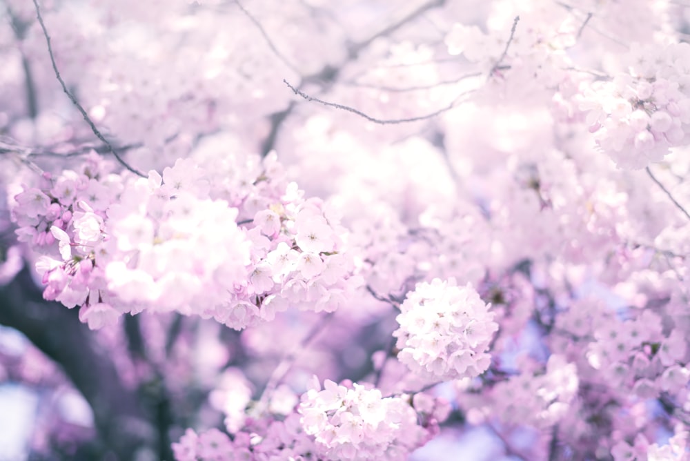昼間の青空に桜の木