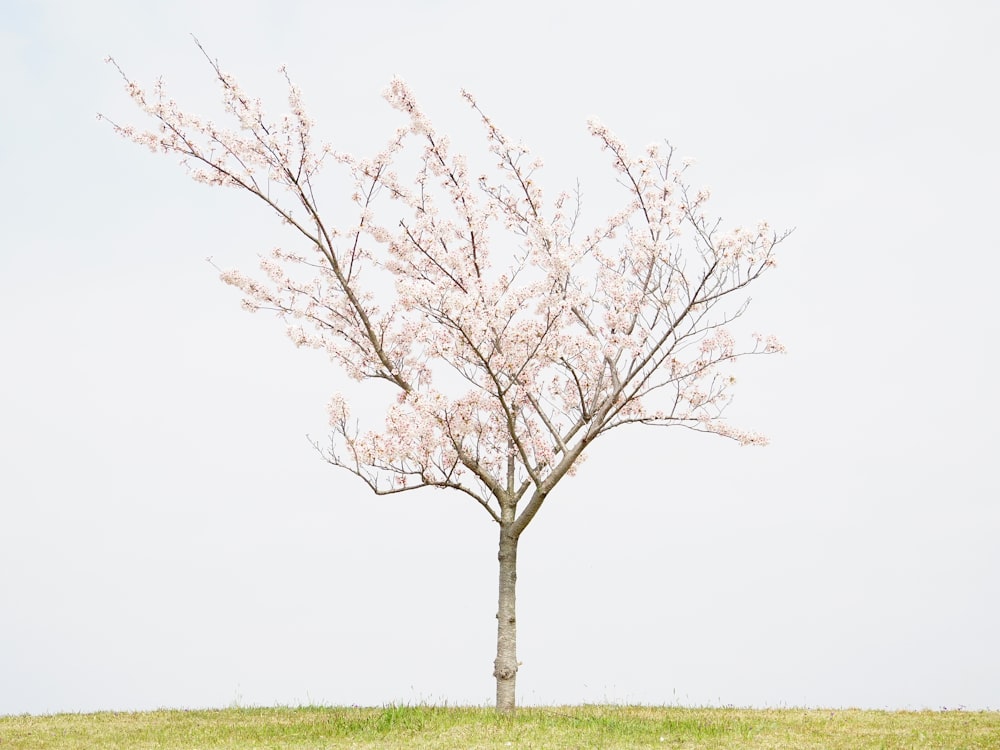 Arbre rose sur herbe verte