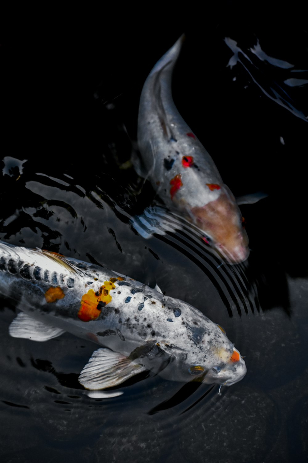 500 Koi Fish Pictures Download Free Images On Unsplash