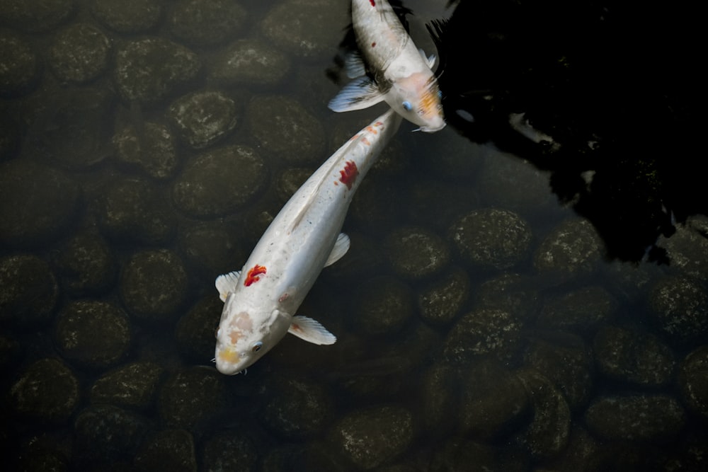 two silver Koi fish