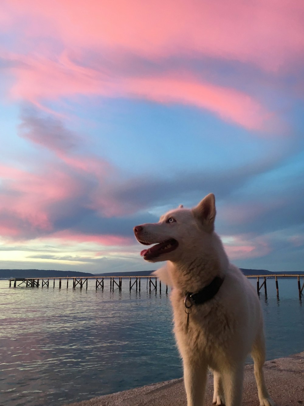 Perro blanco de pelaje corto de pie junto al cuerpo de agua durante la puesta del sol