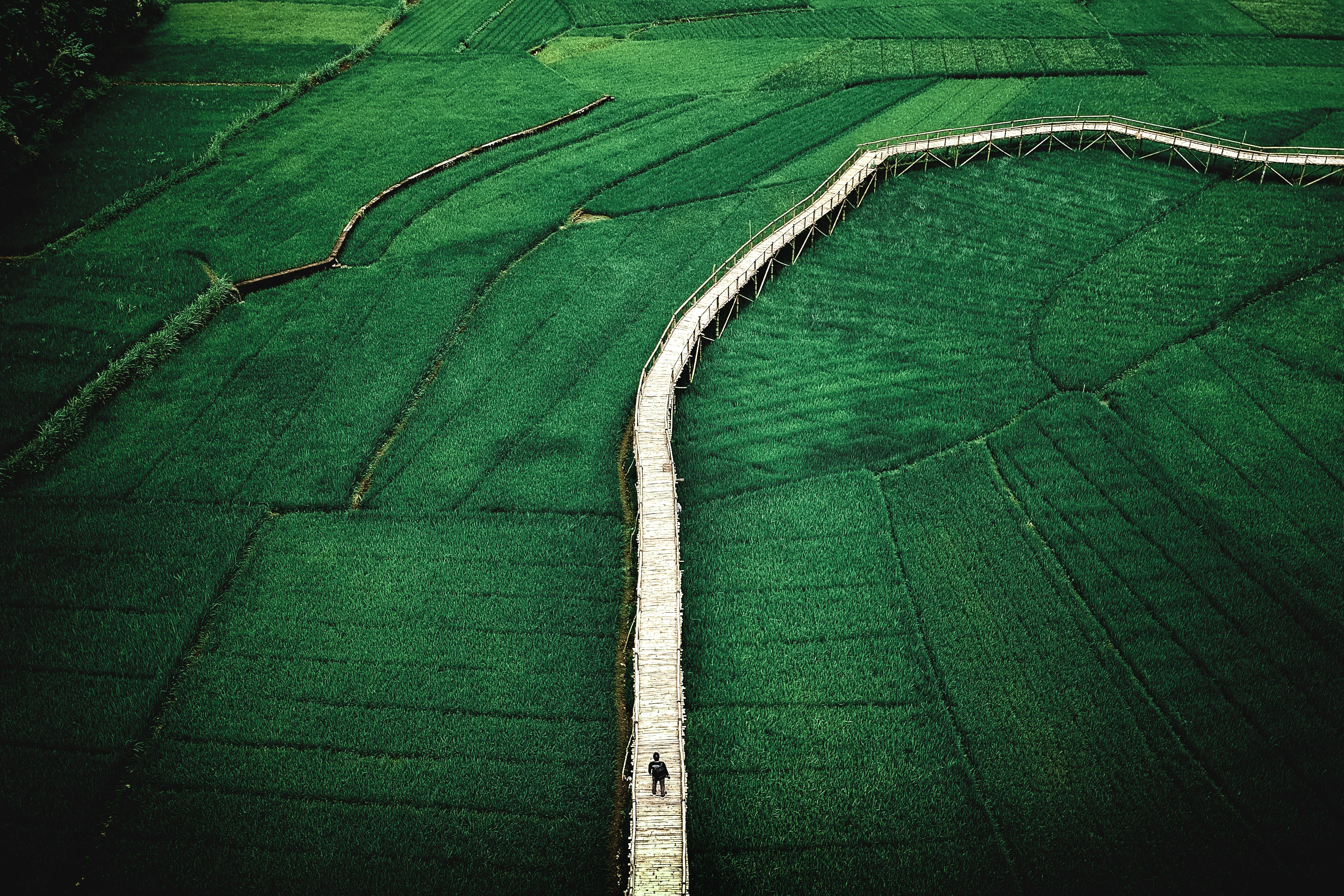 man walking on dock bridge near plant field during daytime