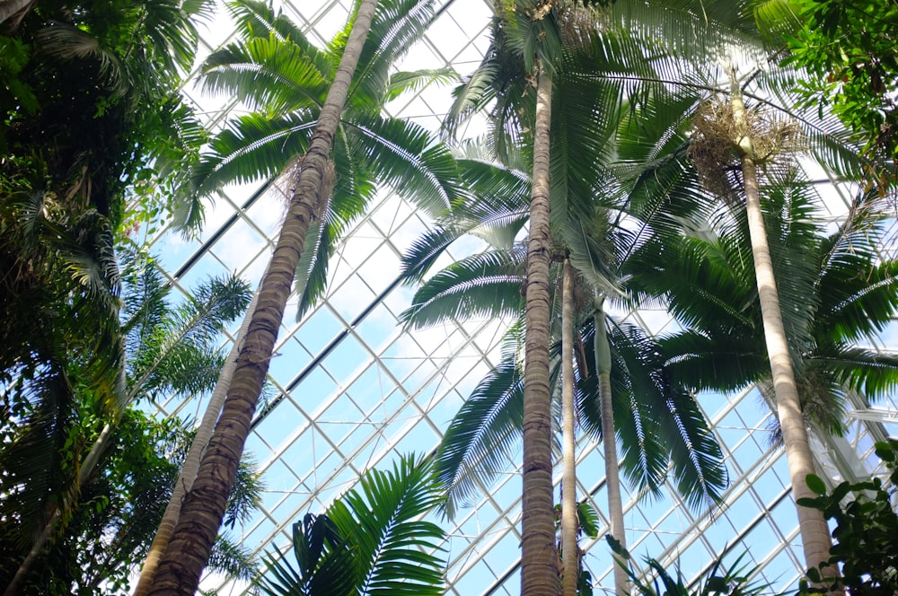 low-angle photography of coconut trees