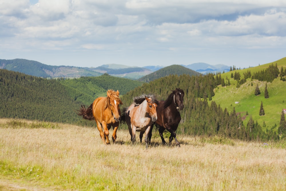 trois chevaux bruns et noirs courant dans un champ vert ouvert pendant la journée