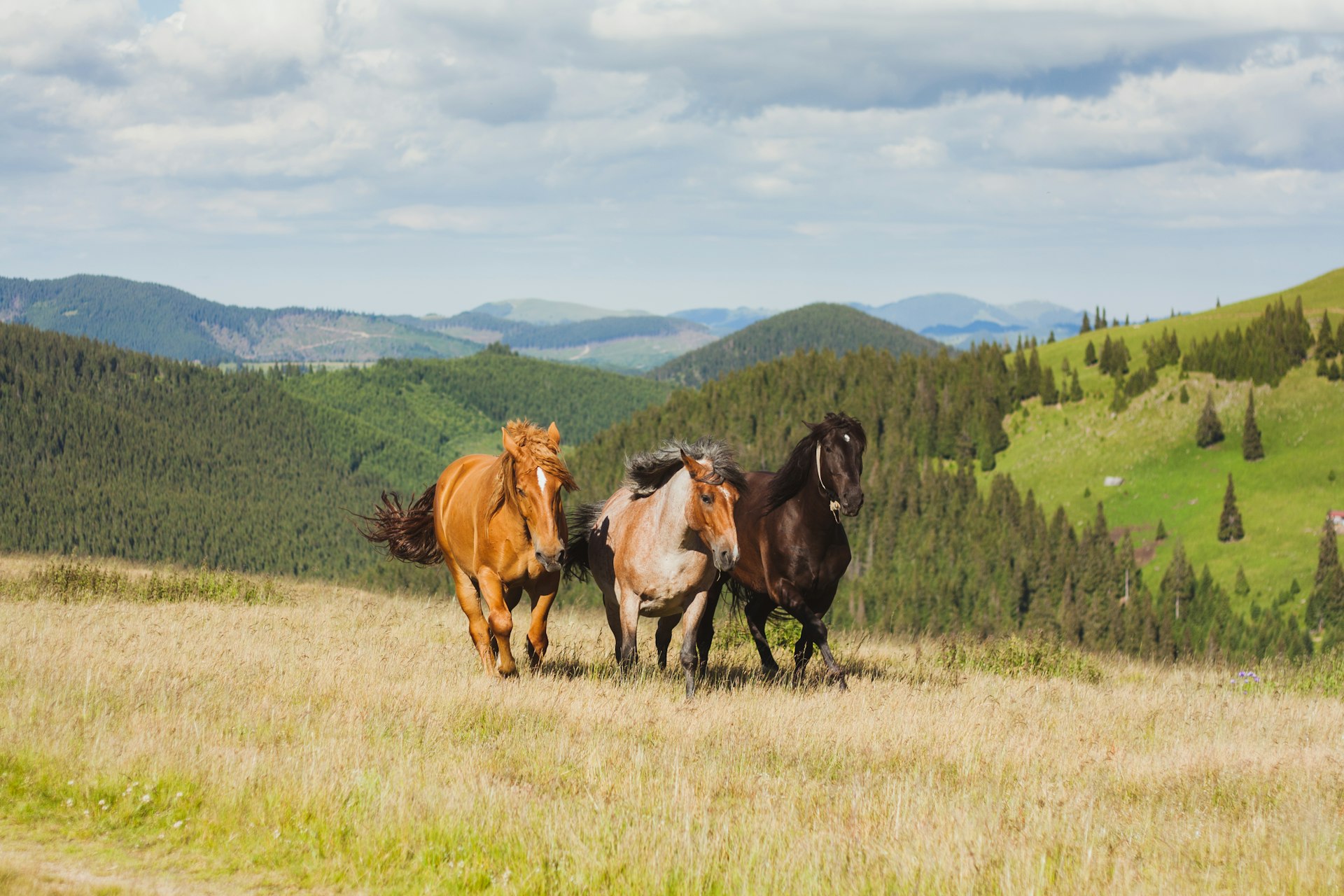 Wild horses running in open field