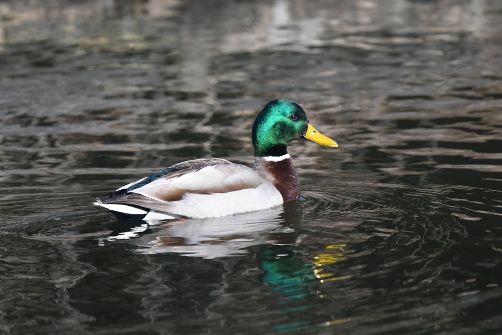 duck floats on the water