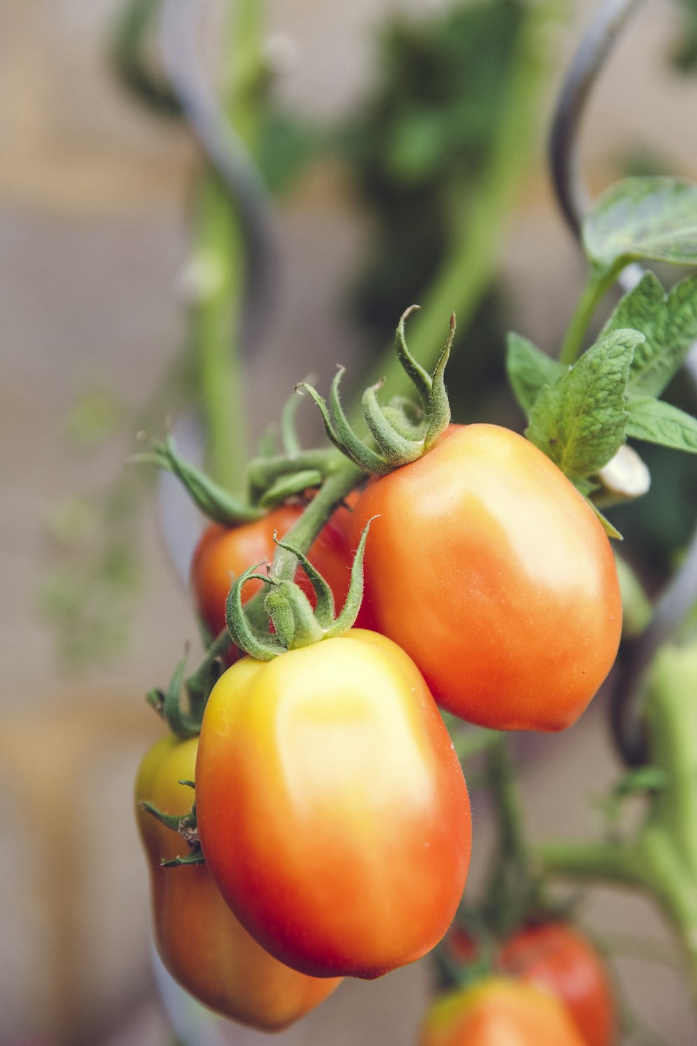 fotografia a fuoco selettiva di pomodori