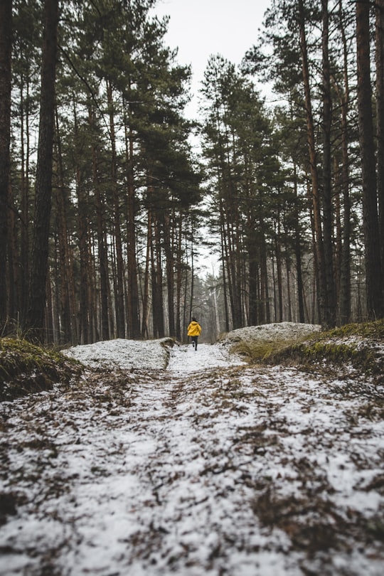 person in yellow jacket running on forest in Vakarbuļļi Latvia