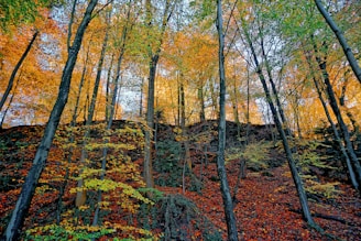 A vibrant autumn scene in a Canadian forest with red and orange leaves carpeting the ground.