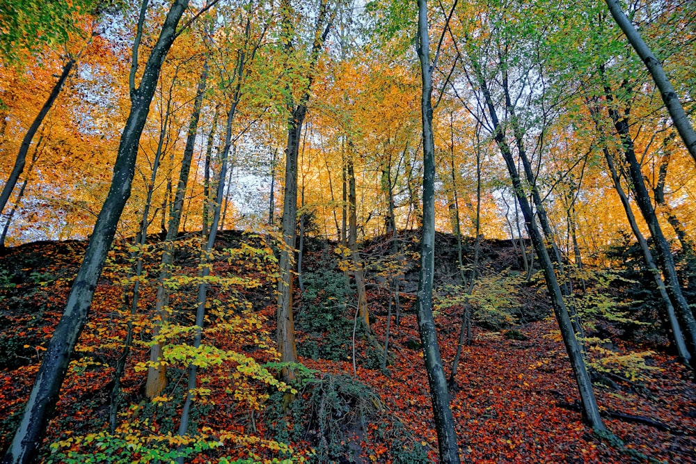 tree lot during daytime in a cliff close-up photography