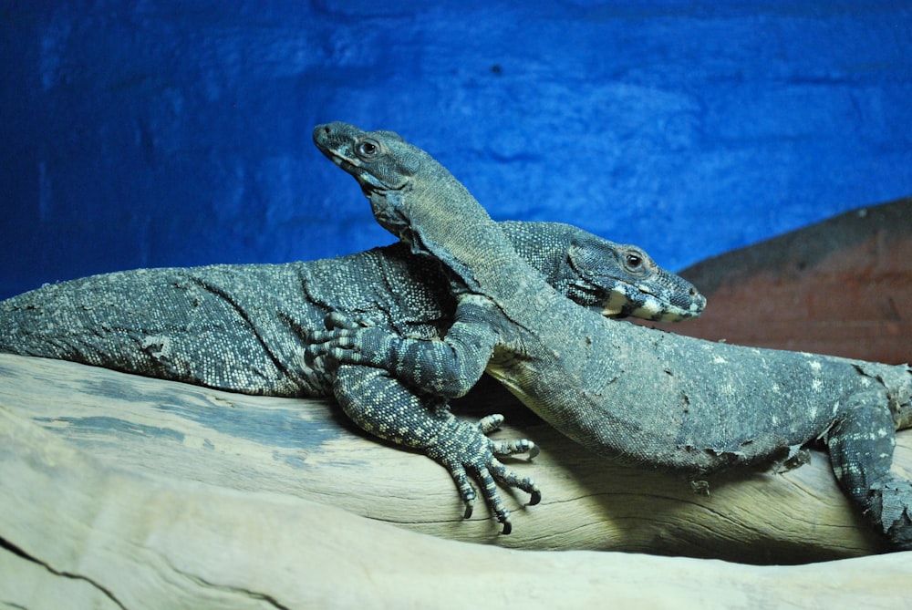 two komodo dragons