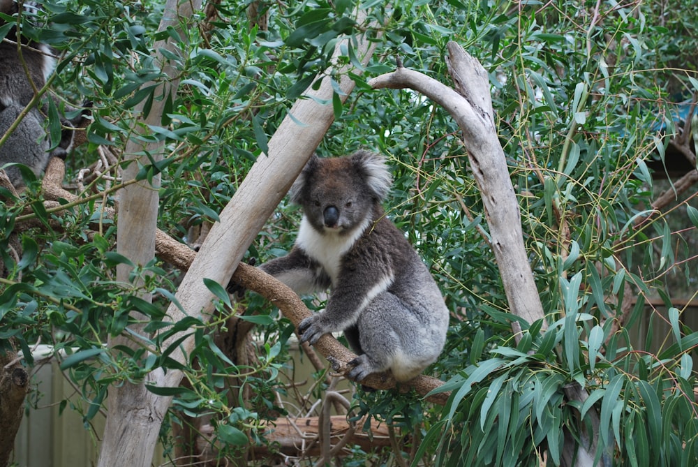 Koala en un árbol de eucalipto