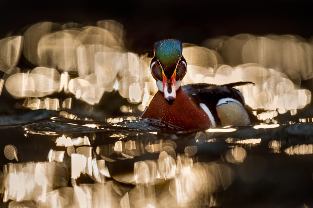 Un primer plano de un pato en un cuerpo de agua