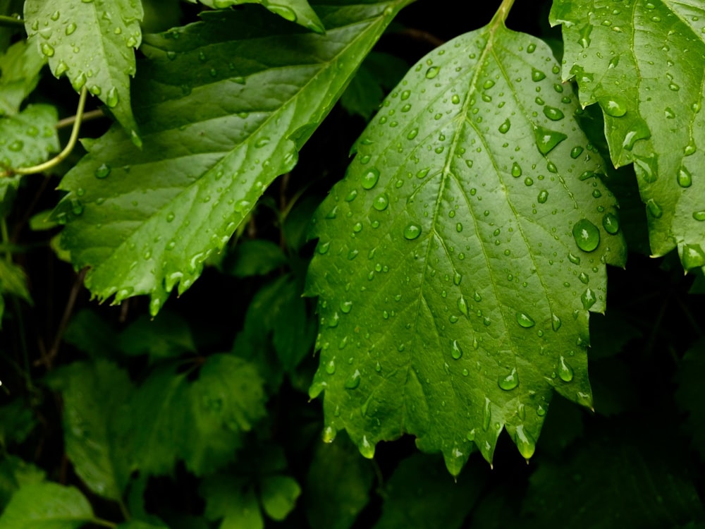 green leafed plant