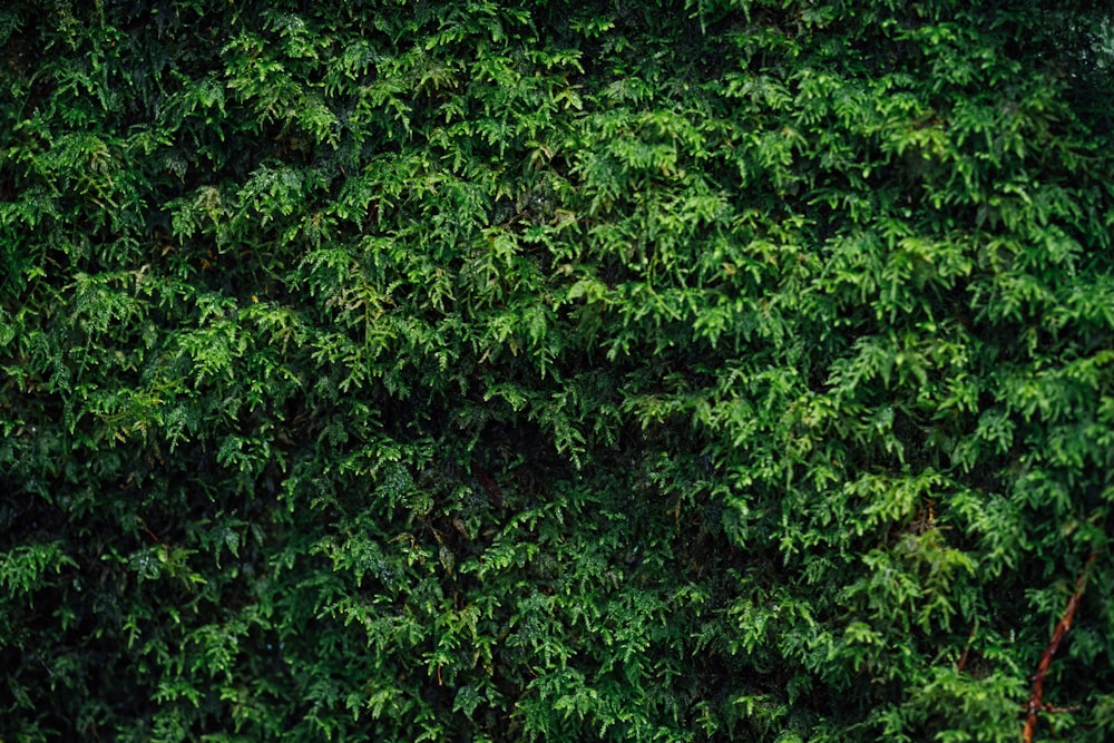 árbol de hojas verdes