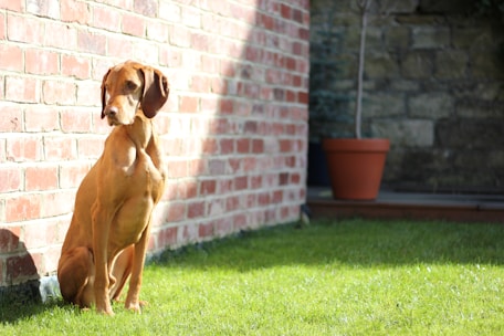 A happy dog sitting calmly next to its owner in a sunny park.